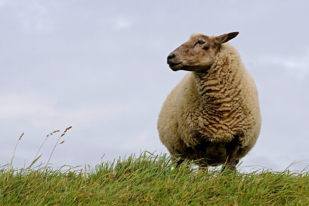 sheep, north sea, curiosity-784562.jpg